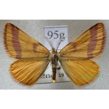 Lythria cruentaria (Hufnagel, 1767) Sudamek szczawiak Slovakia95g